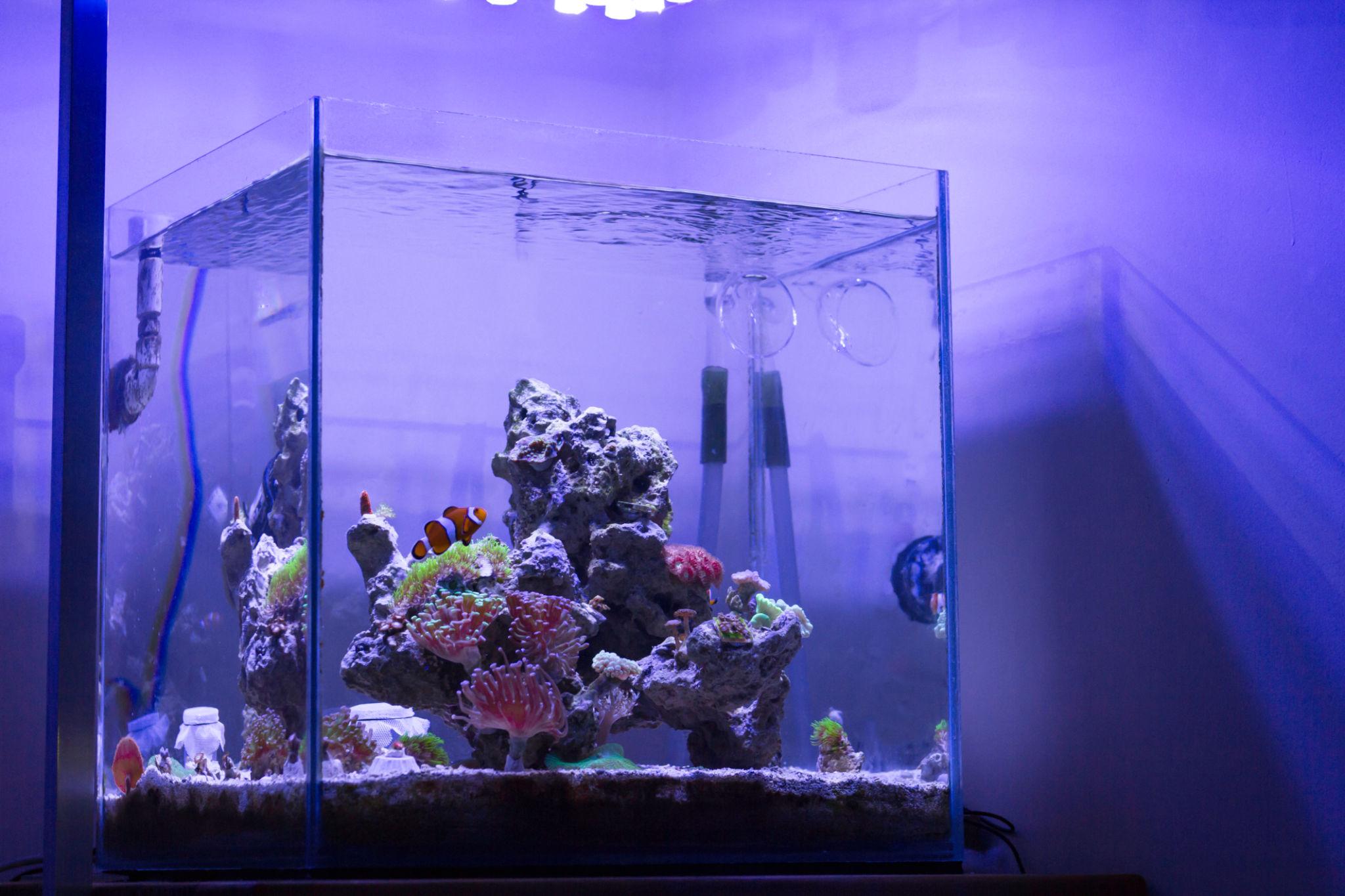 Tampilan setup nano reef